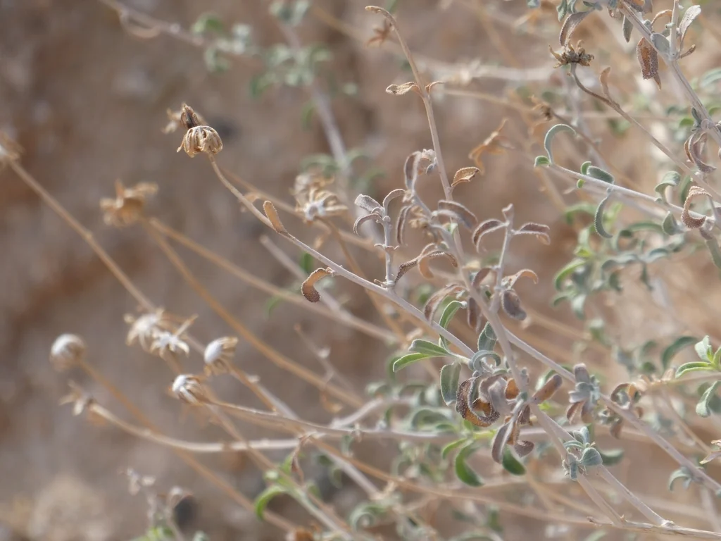 Encelia Frutescens
