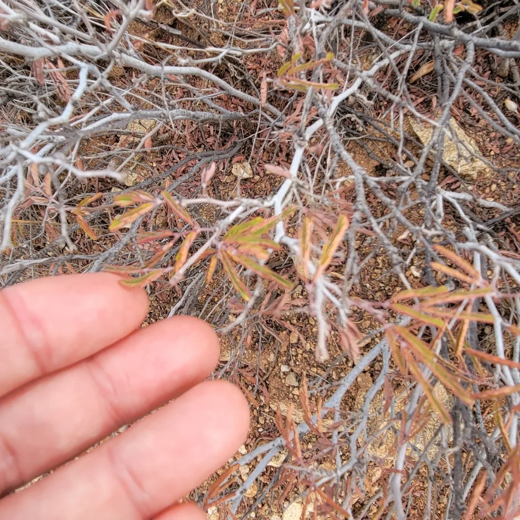 Calliandra Eriophylla