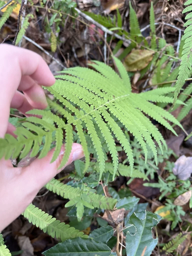Thelypteris Normalis