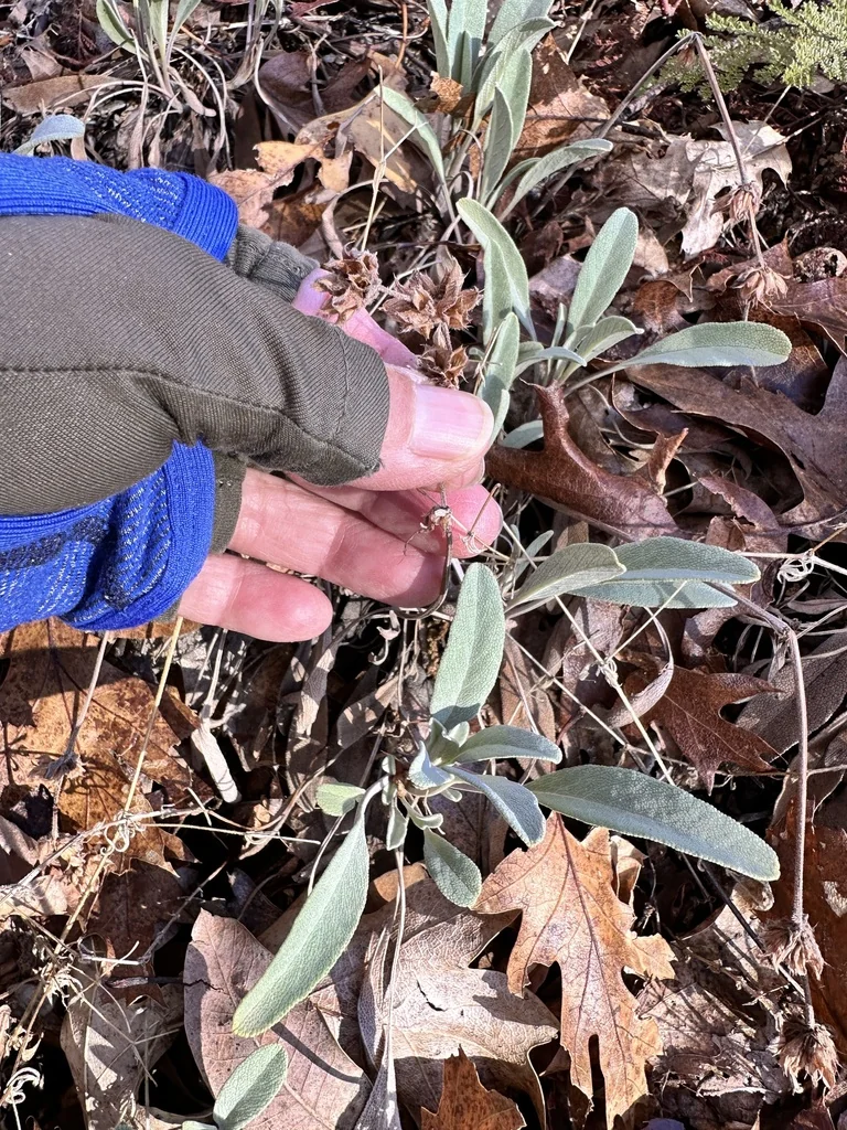 Salvia Sonomensis