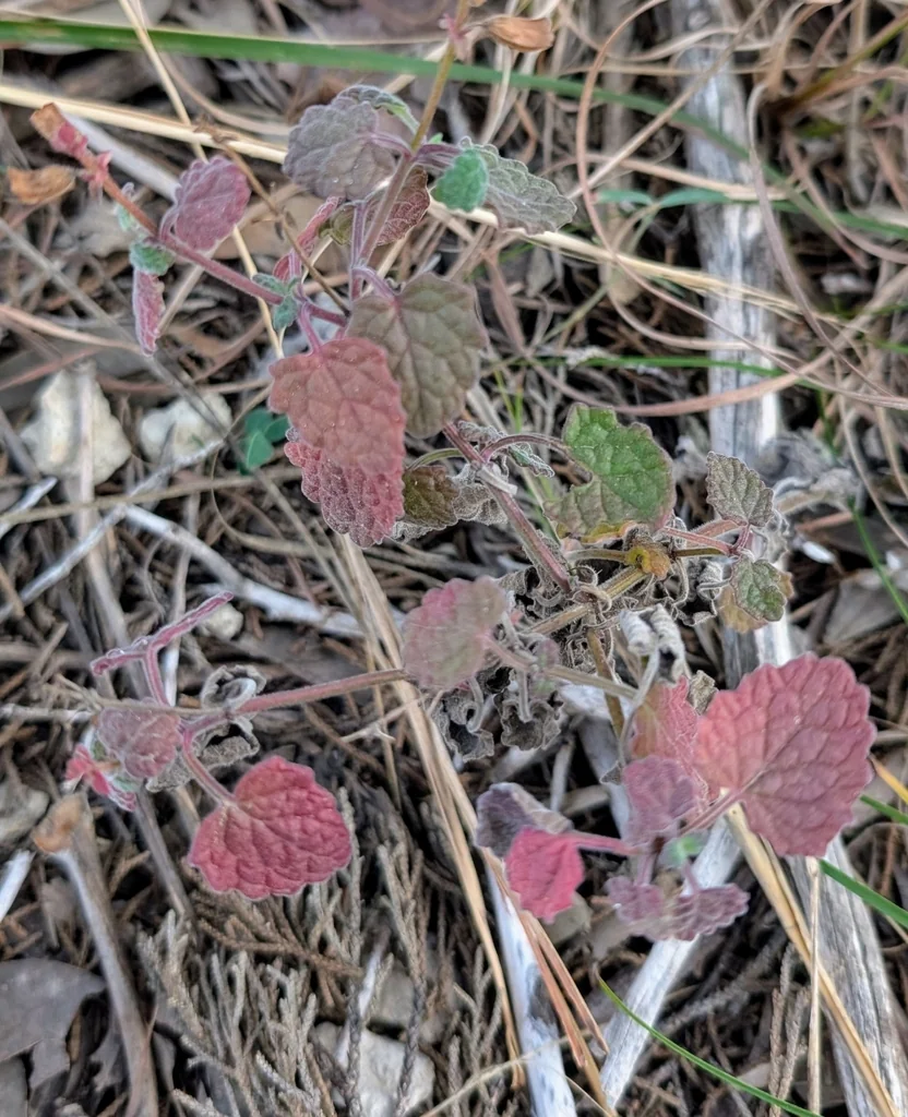 Salvia Roemeriana