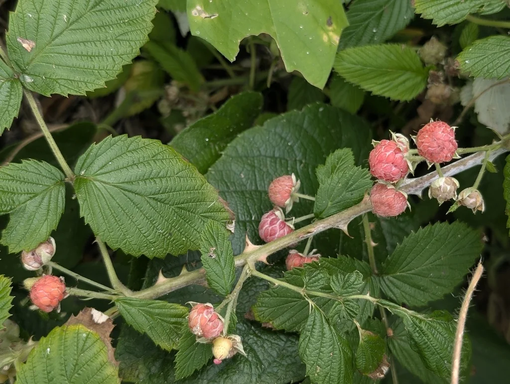Rubus Niveus