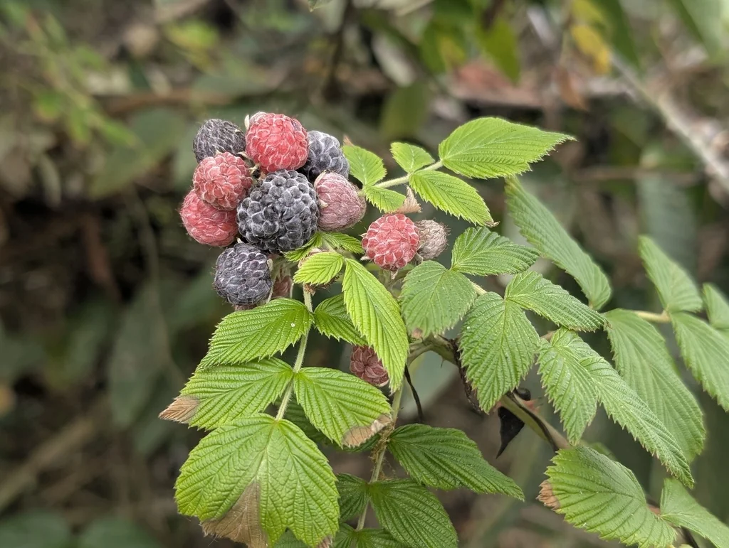 Rubus Niveus