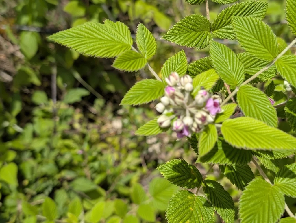 Rubus Niveus