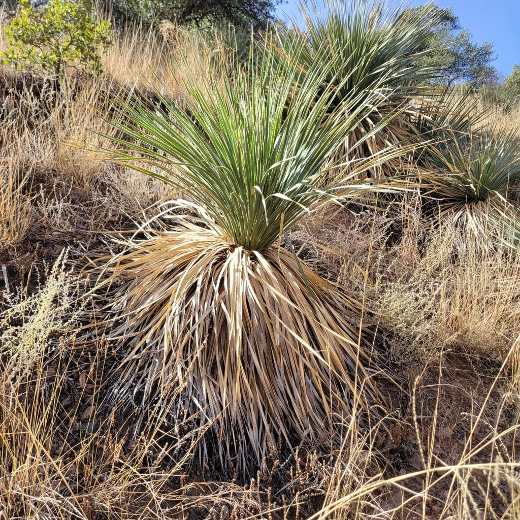 Dasylirion Wheeleri