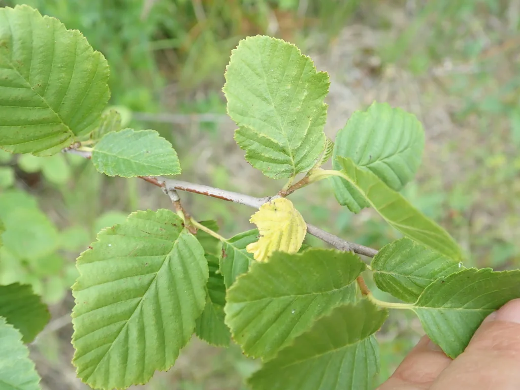 Alnus Incana Ssp. Tenuifolia