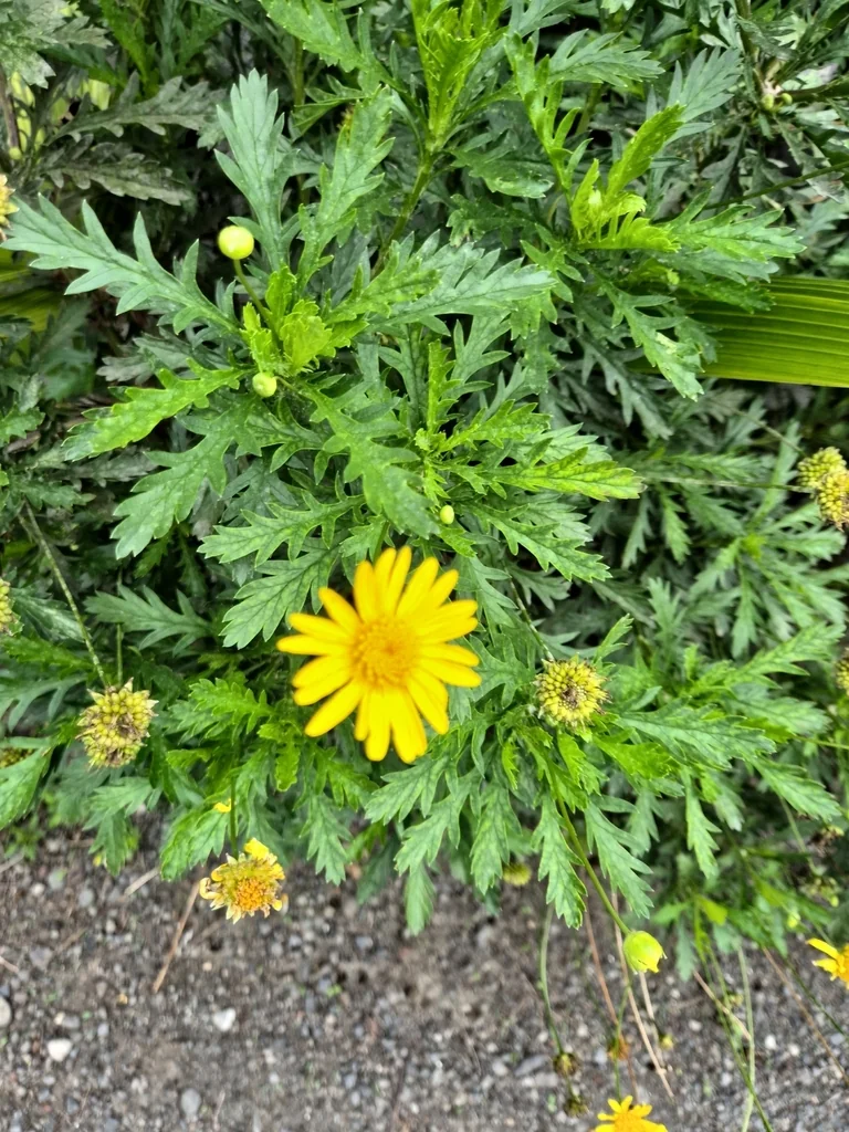 Euryops Chrysanthemoides