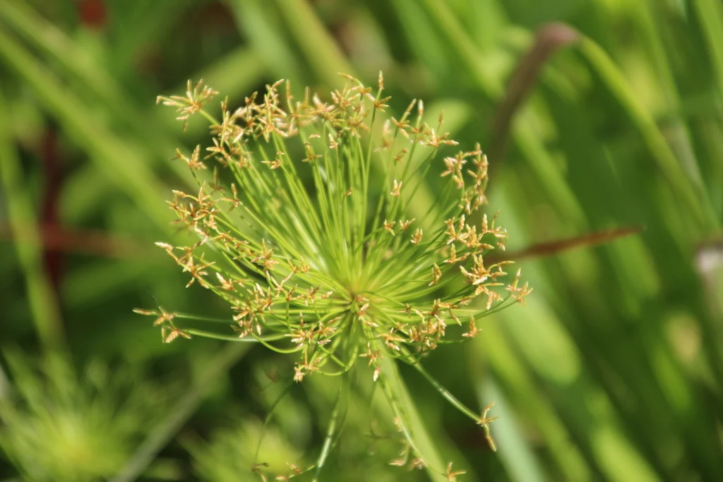 Cyperus prolifer