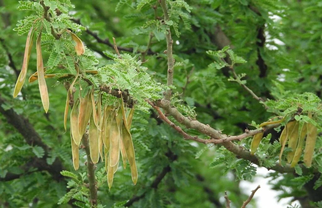 Parkinsonia Praecox