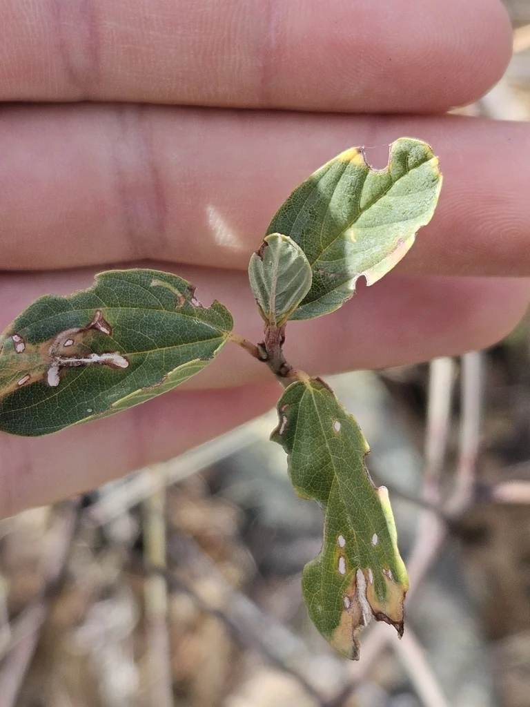 Ceanothus Integerrimus