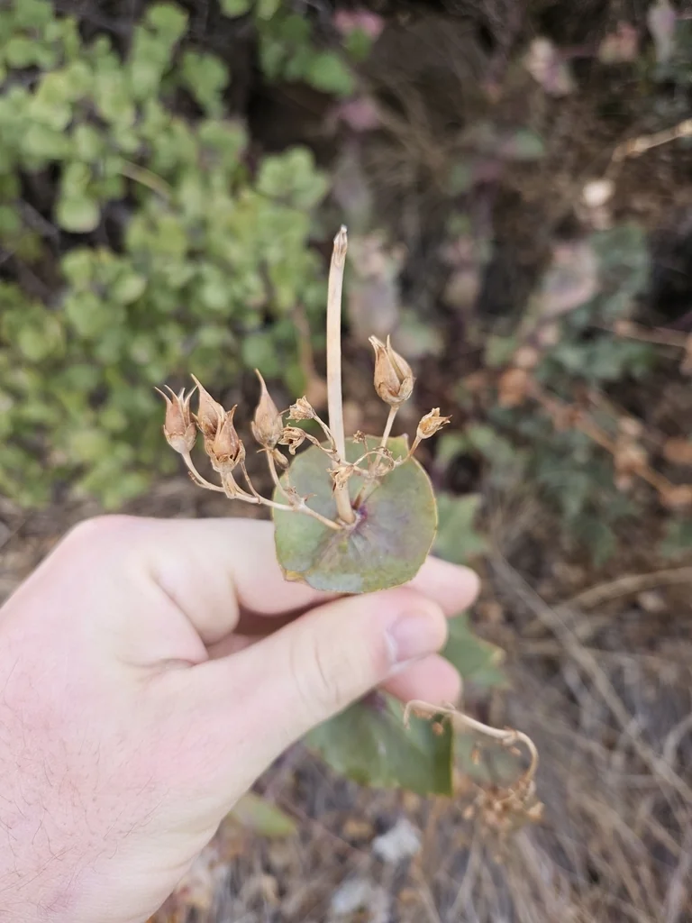 Penstemon Pseudospectabilis