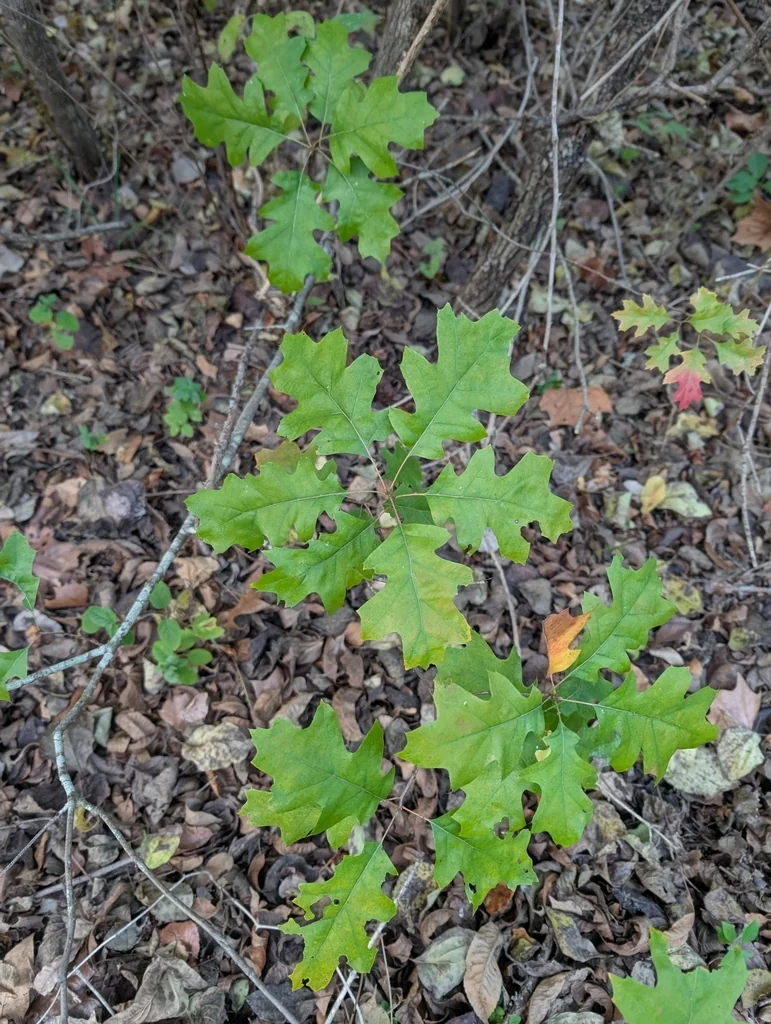 Quercus Buckleyi