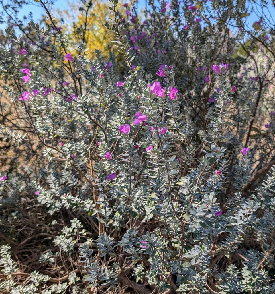 Leucophyllum Frutescens