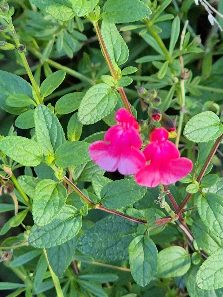 Salvia Microphylla