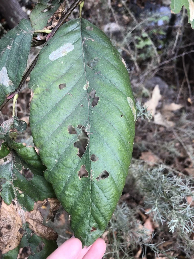 Alnus Rhombifolia