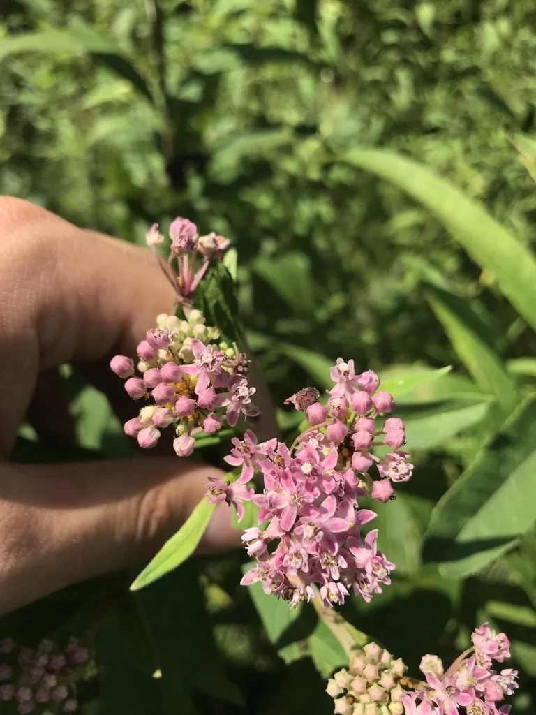 Asclepias Incarnata Pulchra