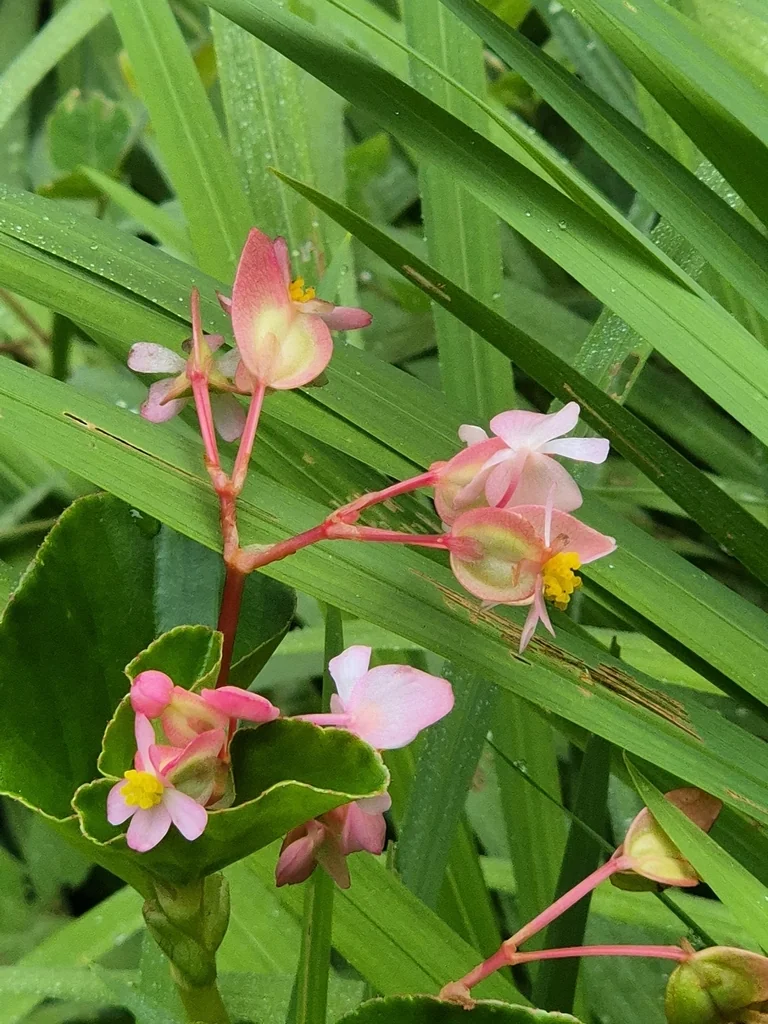 Begonia semperflorens