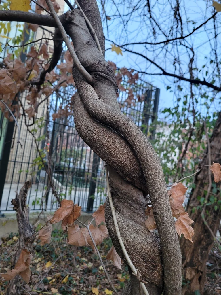 Wisteria Floribunda