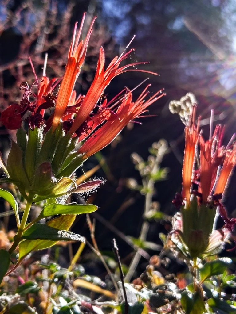 Monardella Macrantha