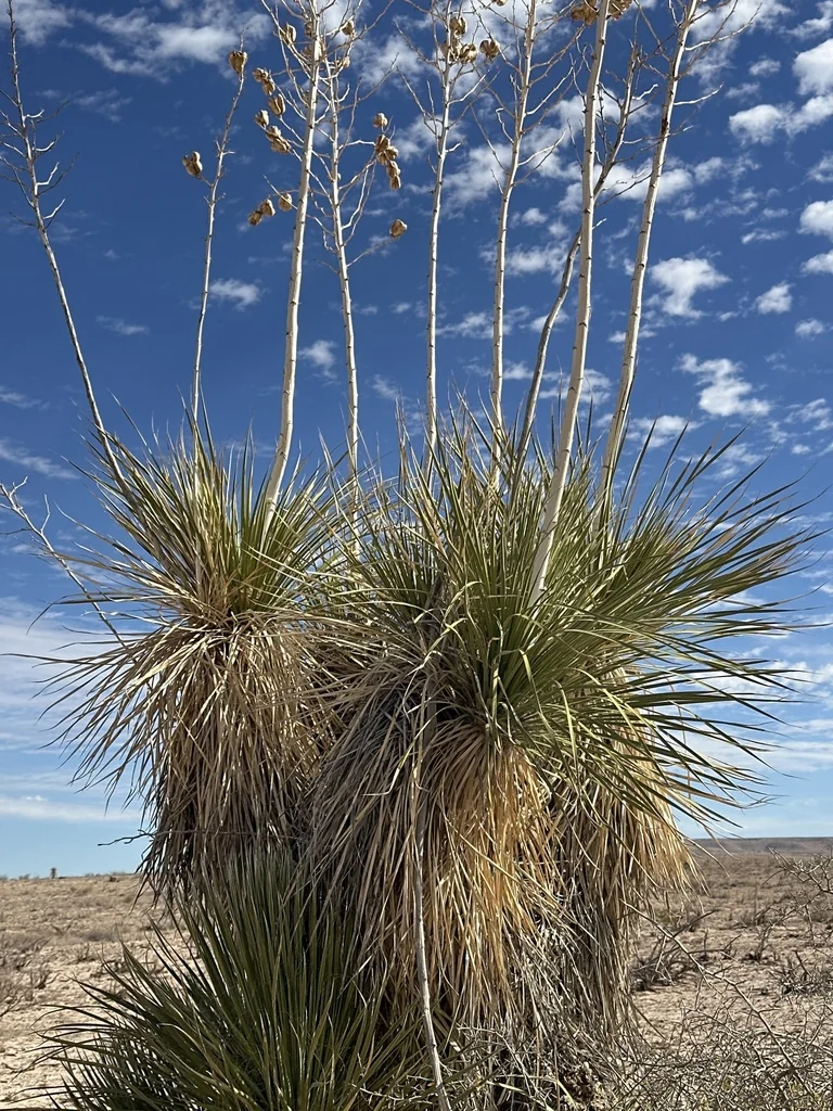 Yucca Elata