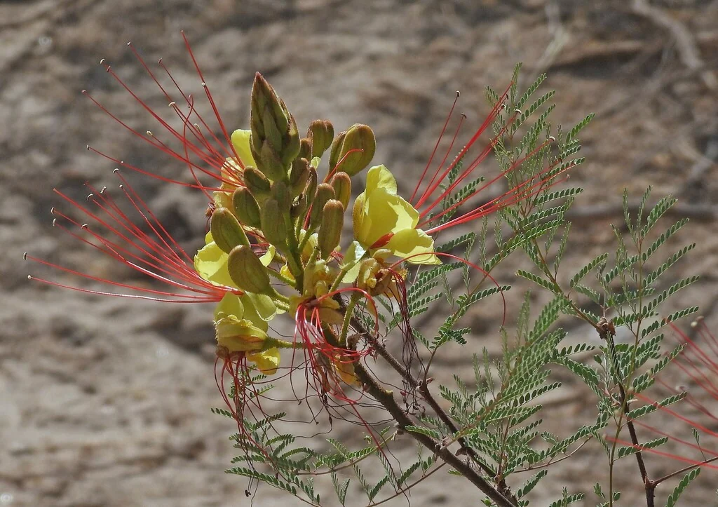 Caesalpinia Gilliesii