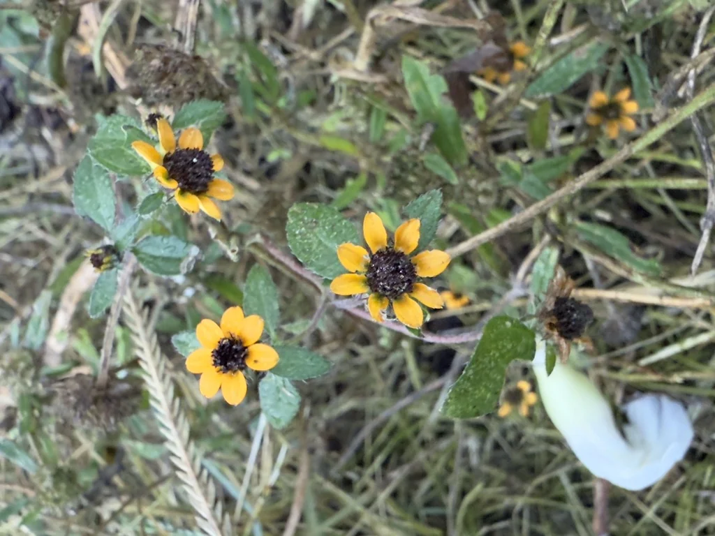 Sanvitalia procumbens