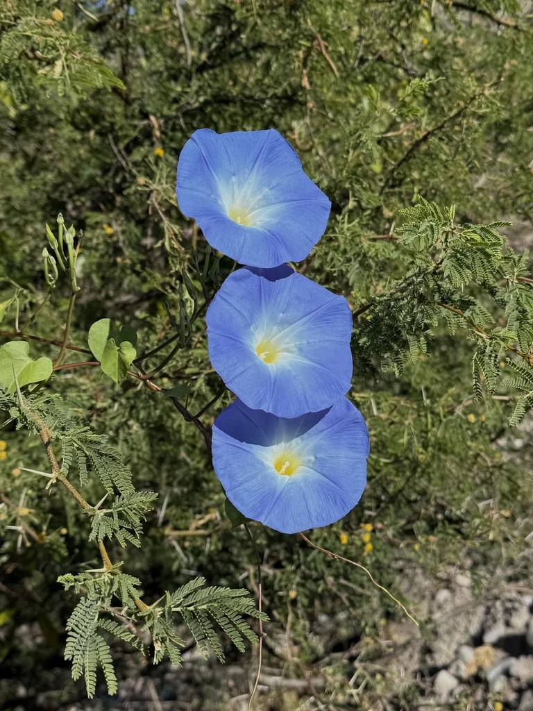 Ipomoea Tricolor