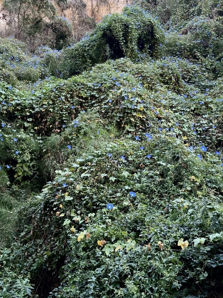 Ipomoea Tricolor