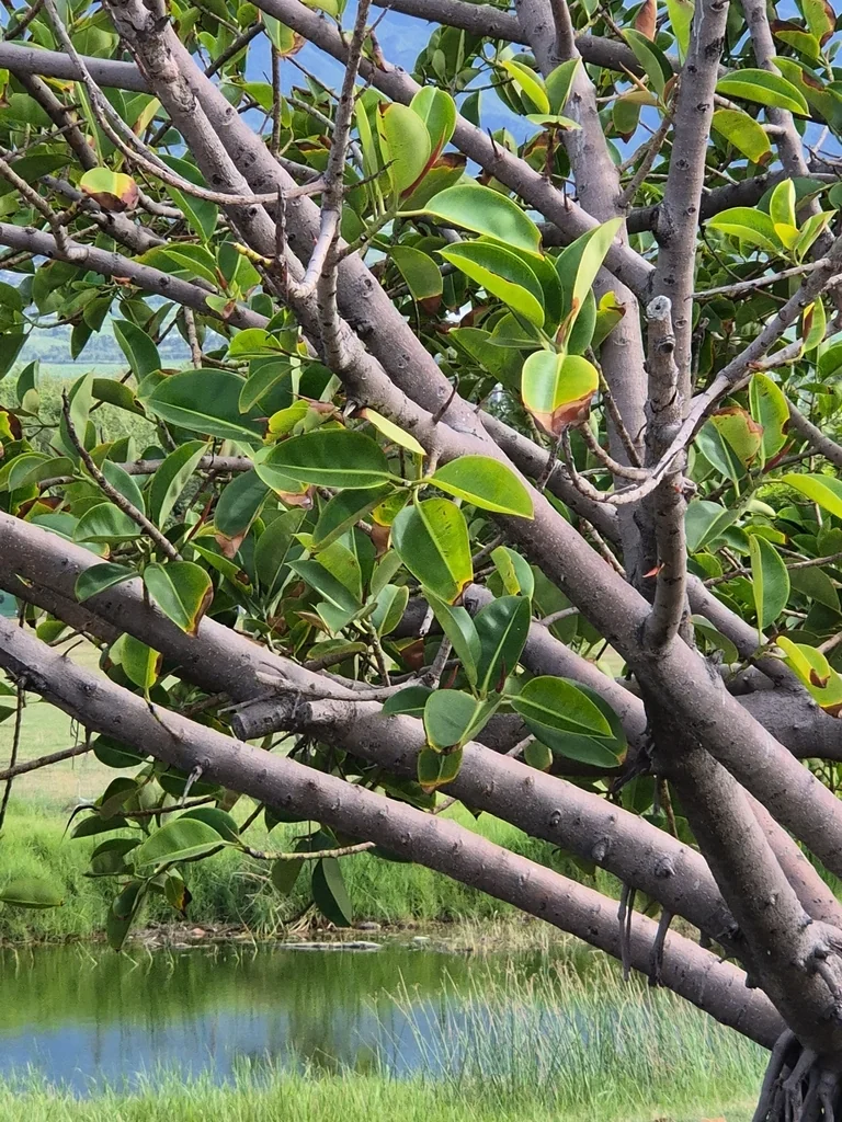 Ficus elastica