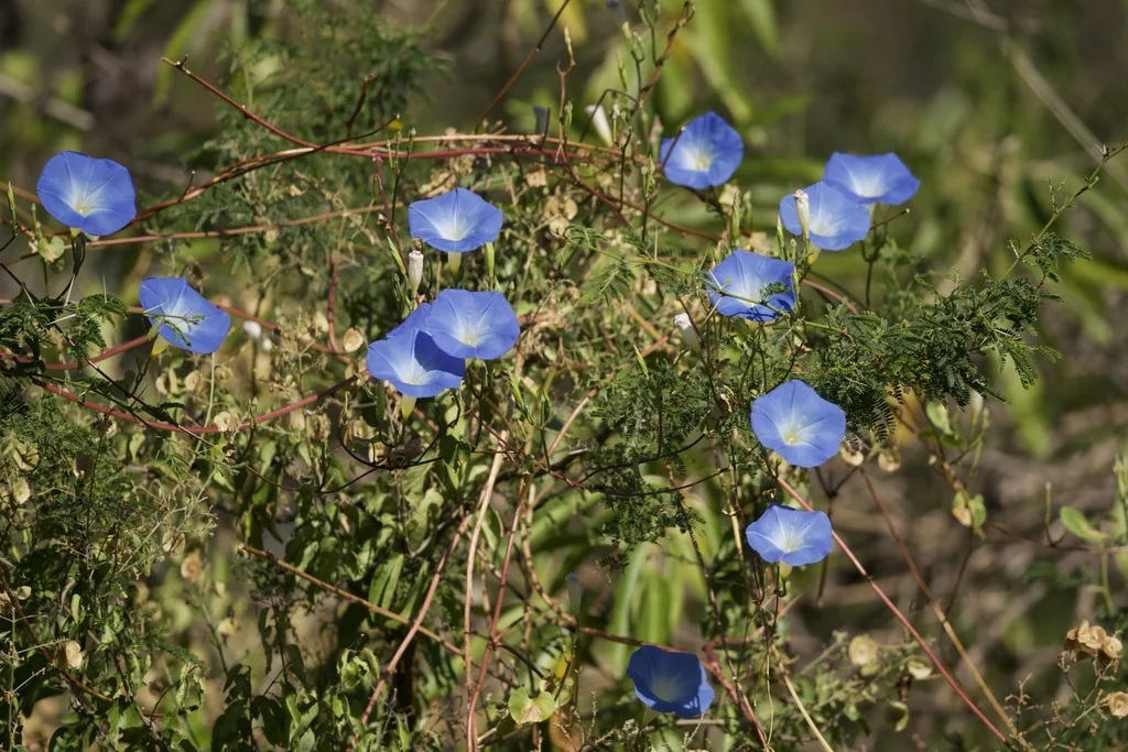 Ipomoea Tricolor