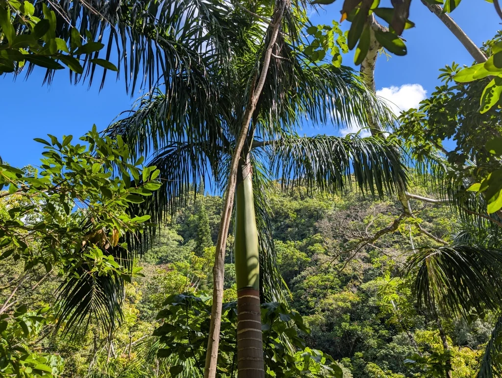 Roystonea Regia