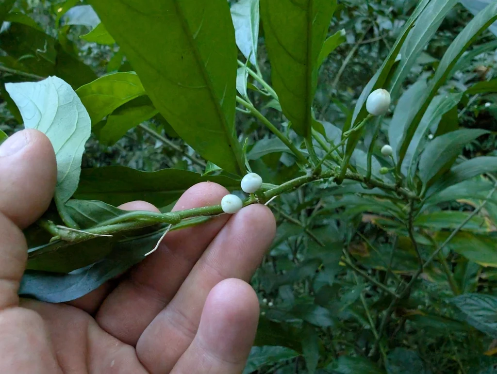 Cestrum Nocturnum