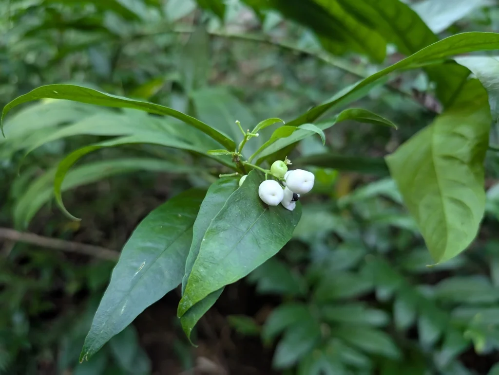 Cestrum Nocturnum