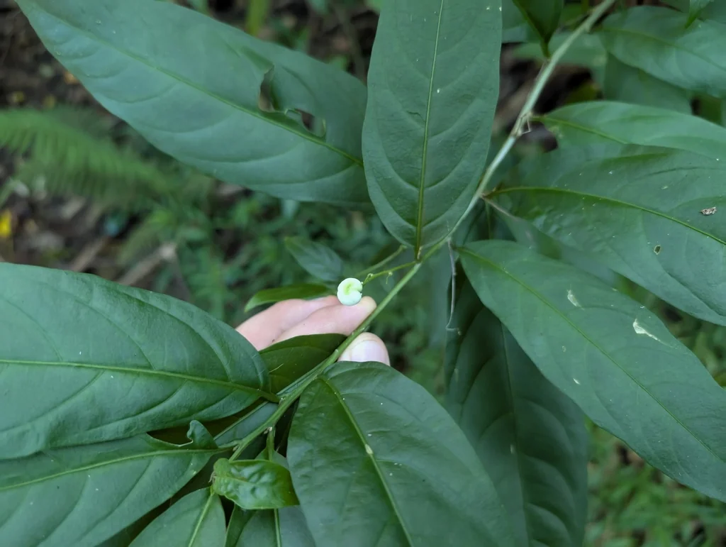 Cestrum Nocturnum