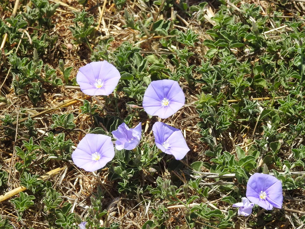 Convolvulus Sabatius