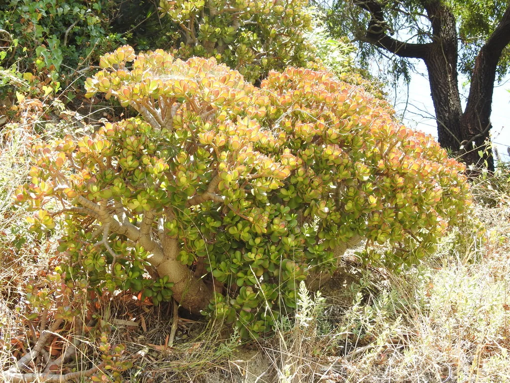 Crassula Ovata