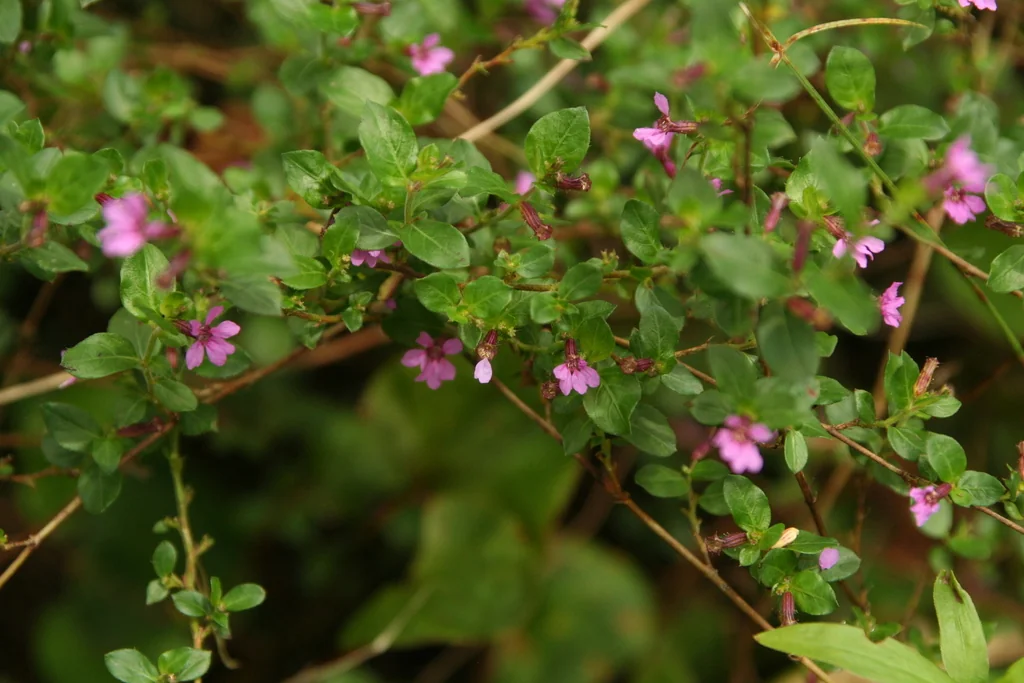 Cuphea Hyssopifolia