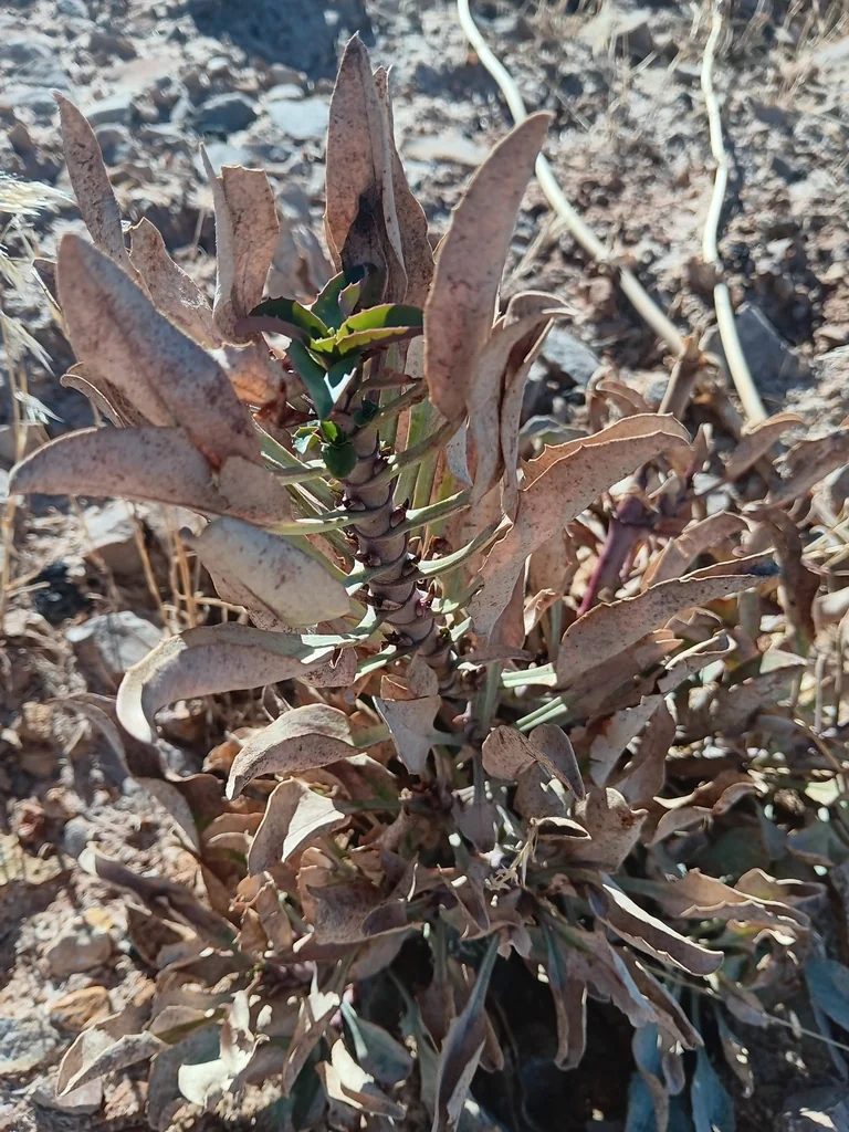 Penstemon Palmeri