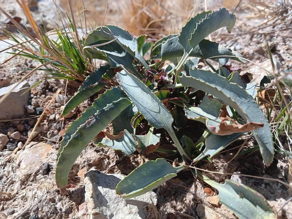 Penstemon Palmeri