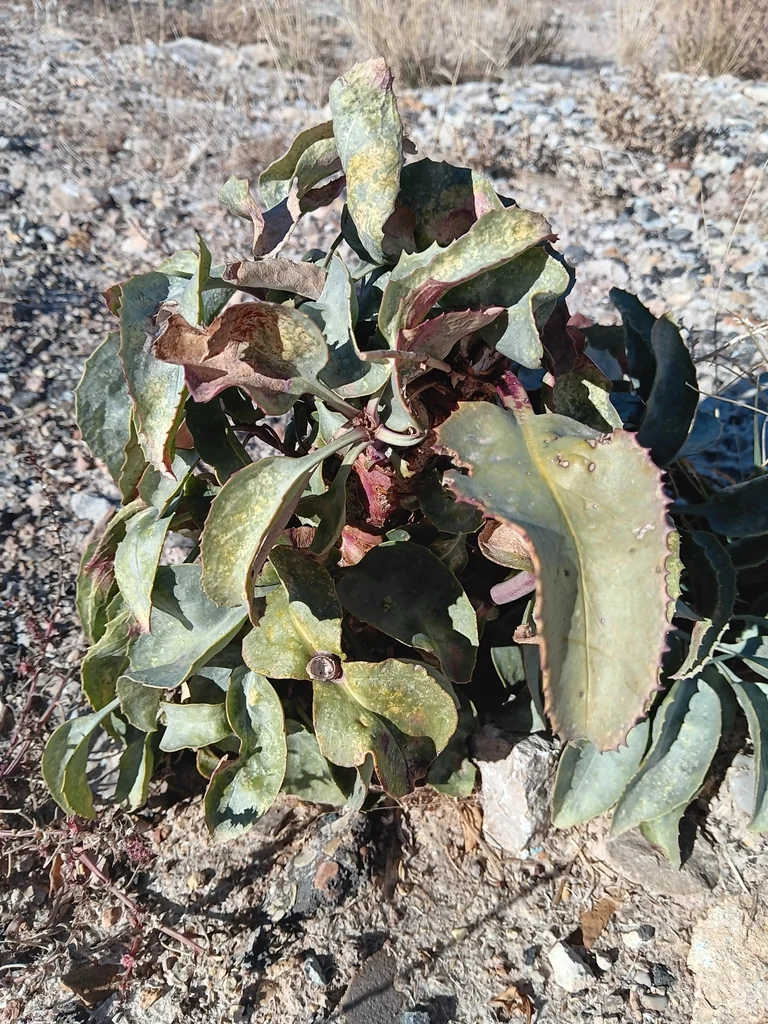 Penstemon Palmeri