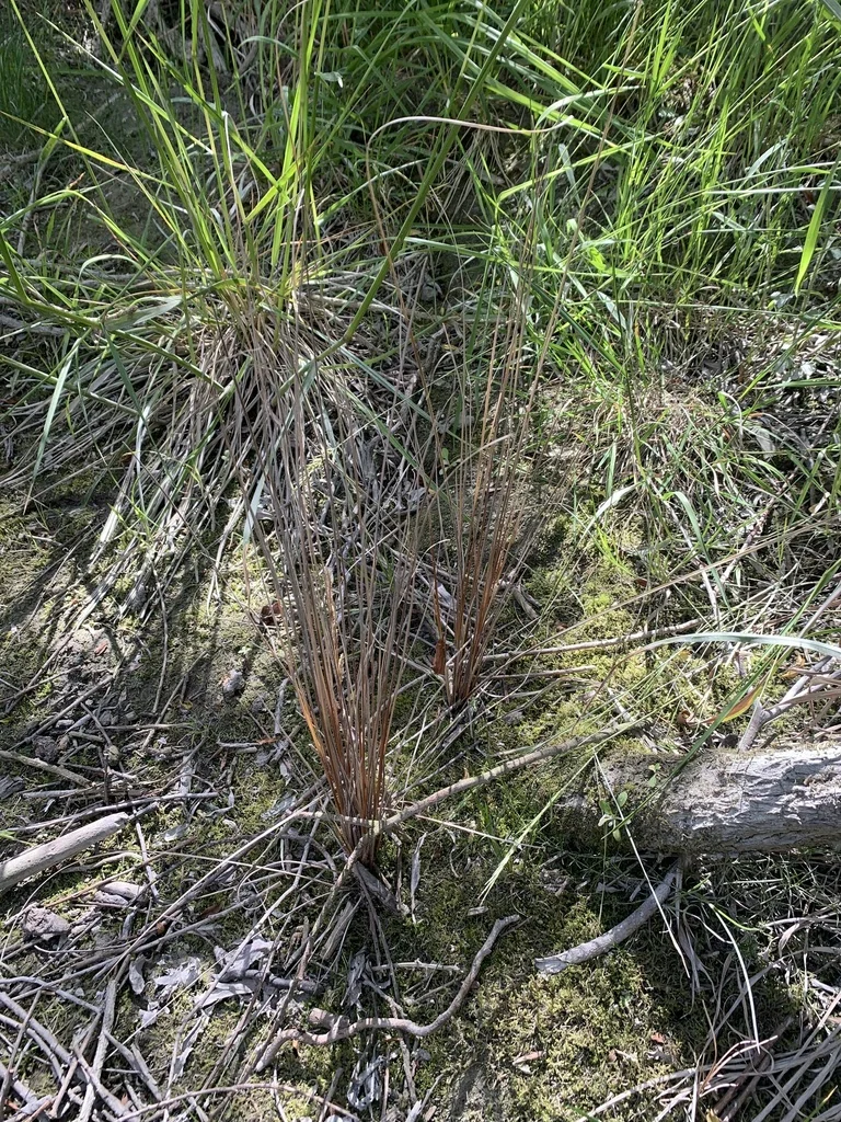 Carex Buchananii