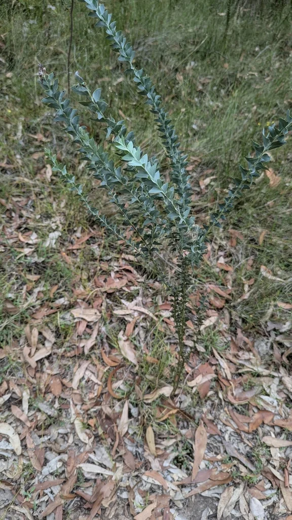 Acacia Cultriformis