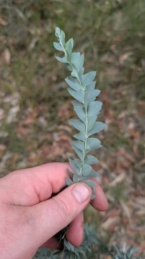 Acacia Cultriformis