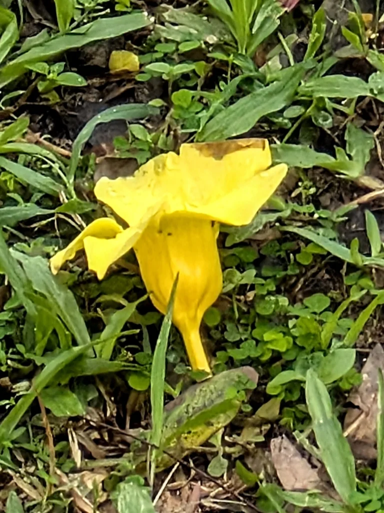 Allamanda Cathartica
