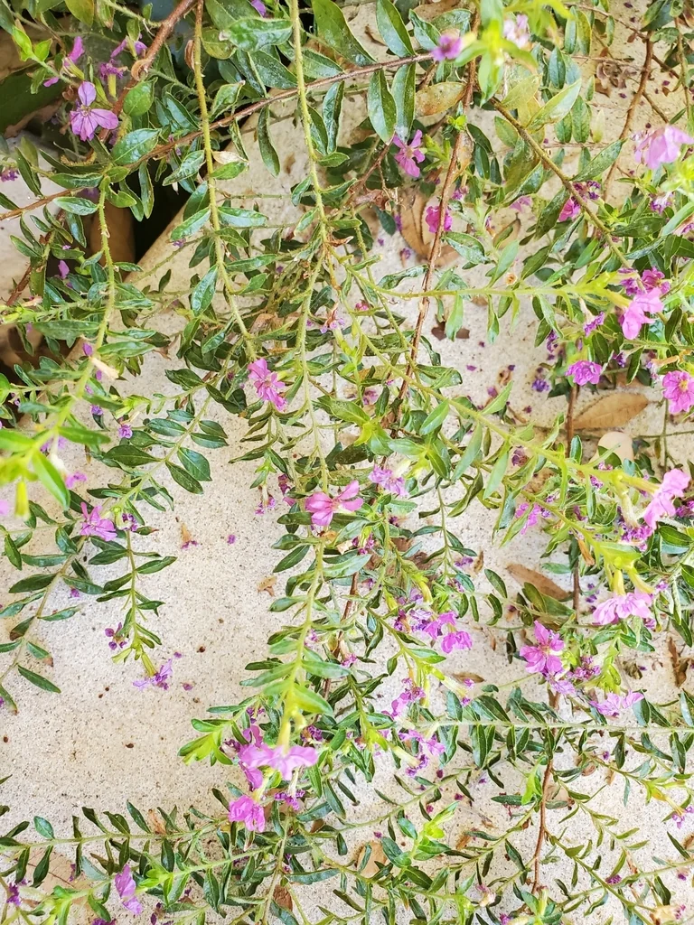 Cuphea Hyssopifolia