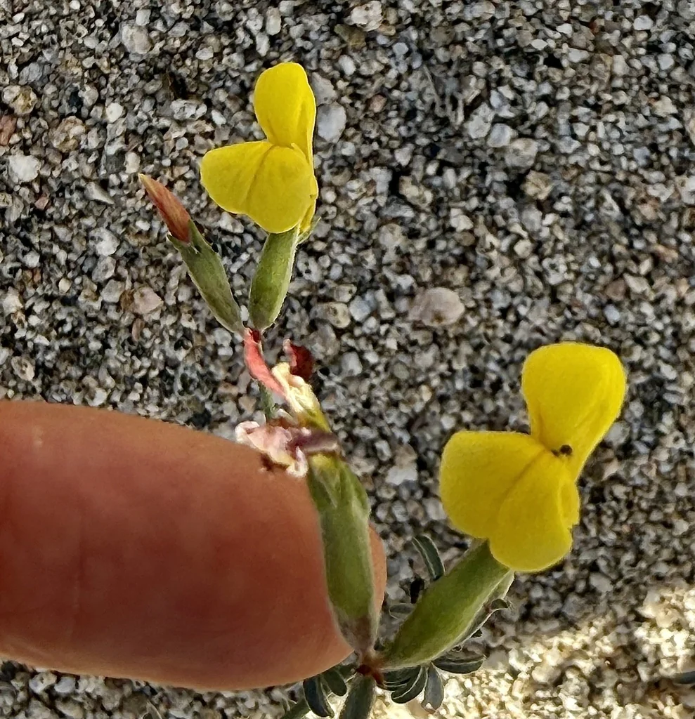 Lotus Rigidus