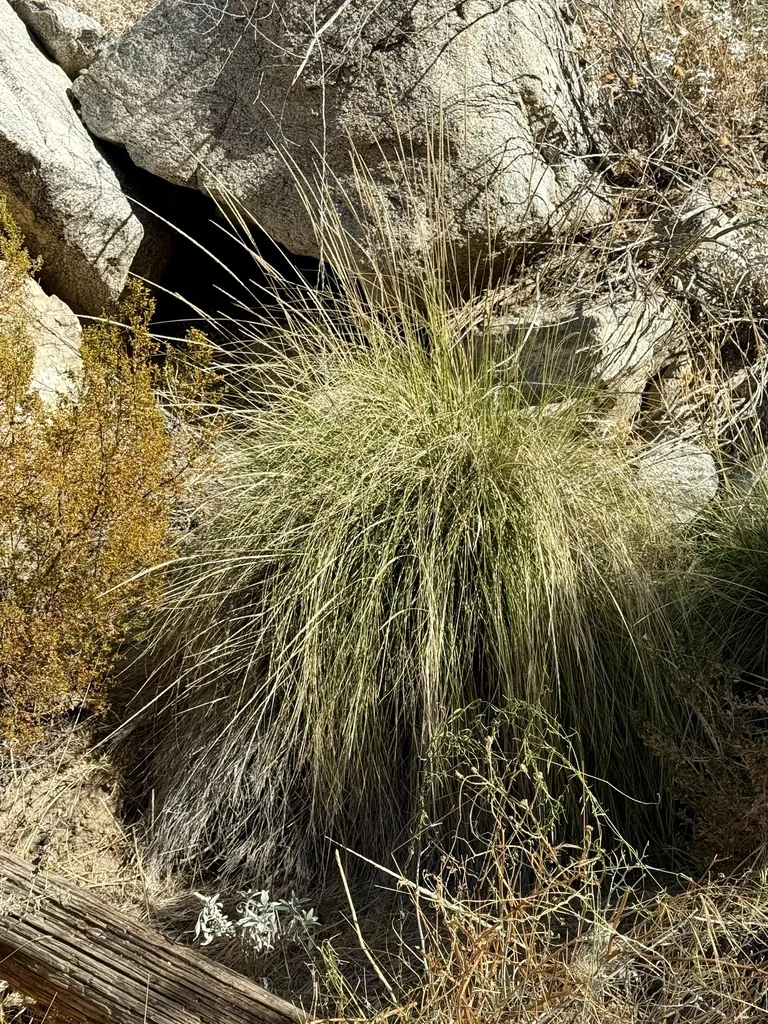 Muhlenbergia Rigens