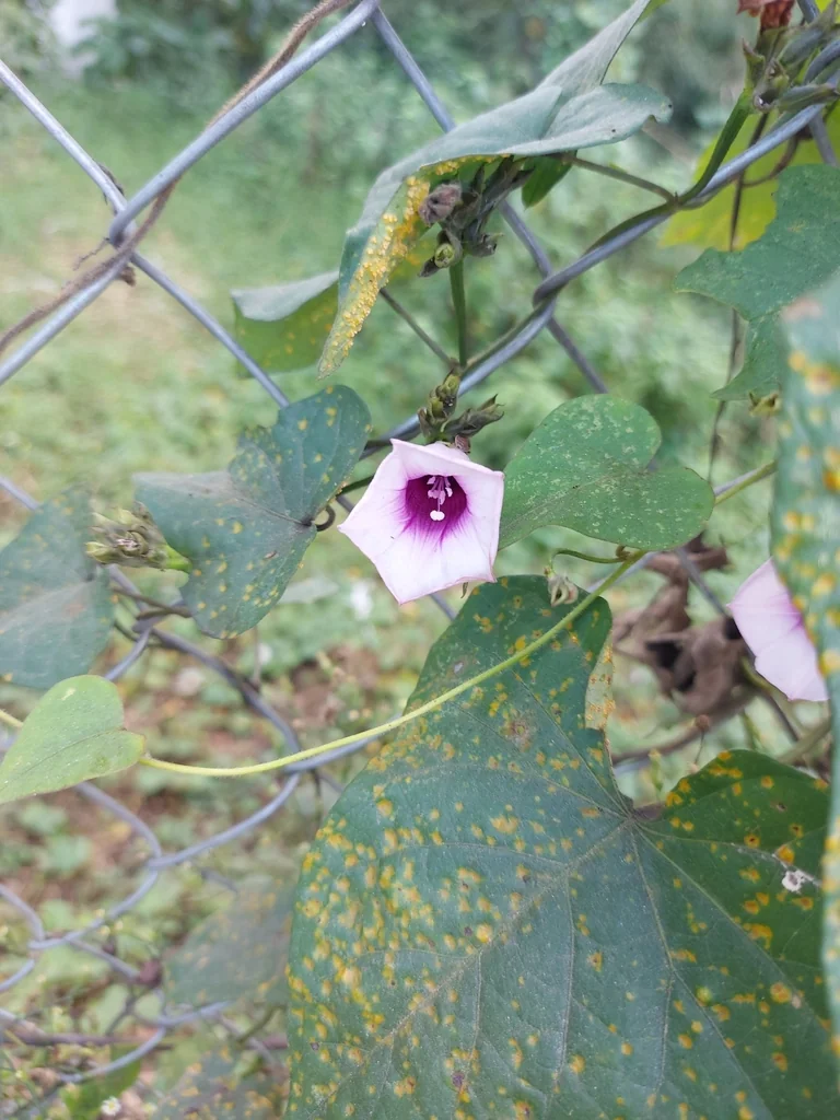Ipomoea batatas