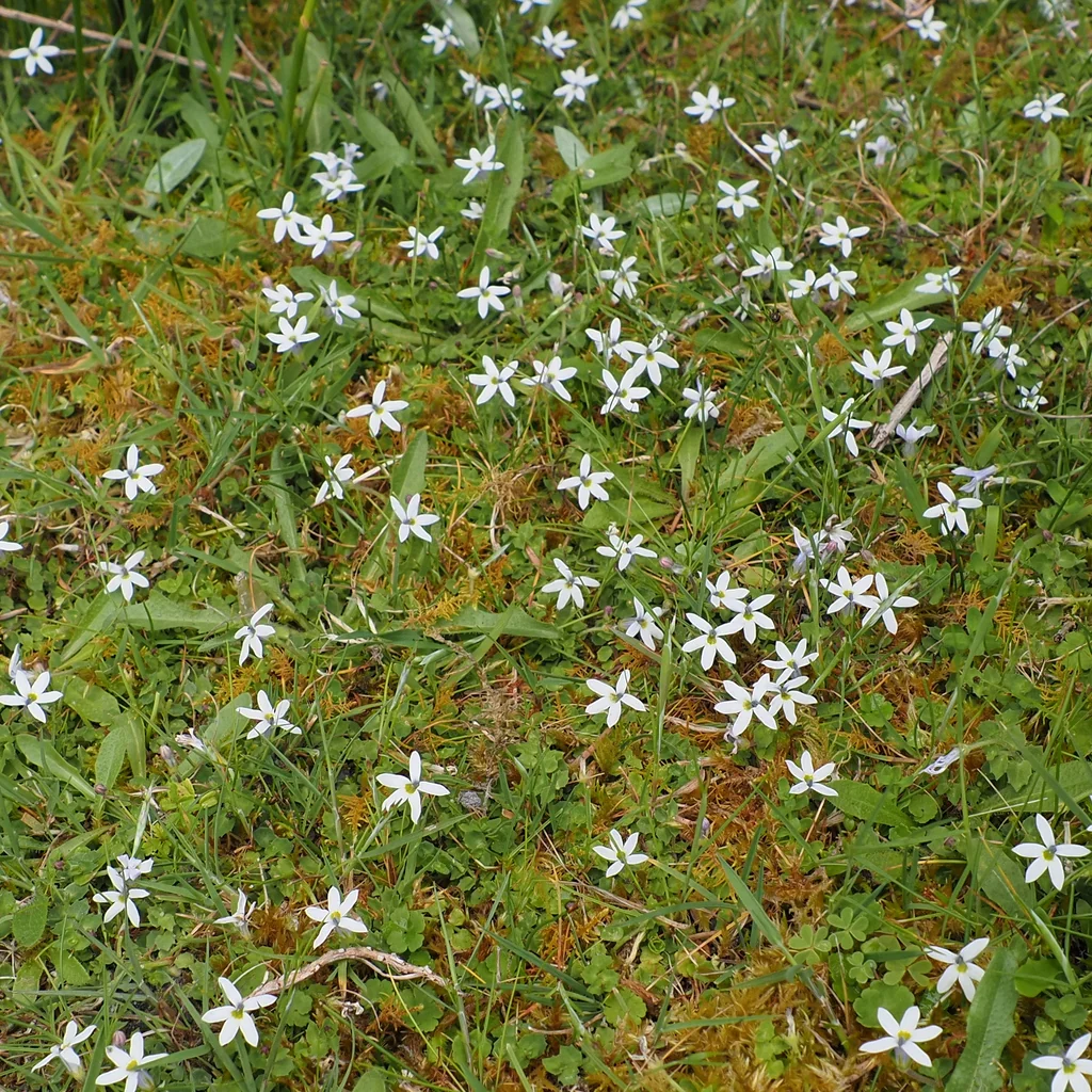 Pratia Pedunculata