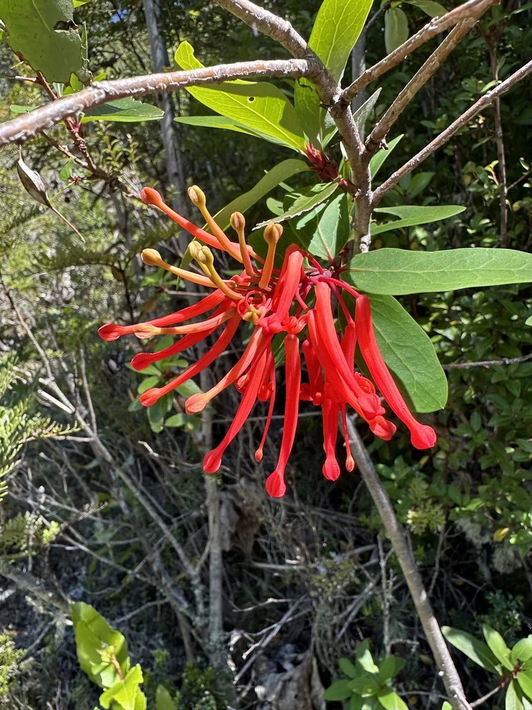 Embothrium Coccineum